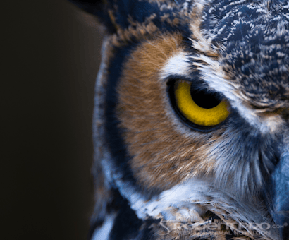 Center for Wildlife